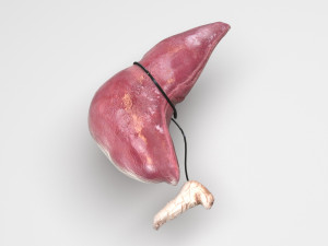 Liver with Pancreas 3D Model