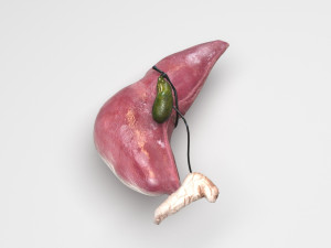 Liver with Pancreas 3D Model