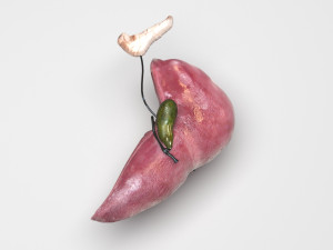 Liver with Pancreas 3D Model