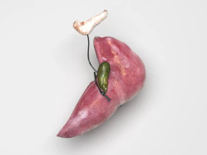 Liver with Pancreas 3D Model
