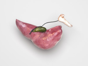 Liver with Pancreas 3D Model