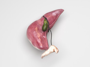 Liver with Pancreas 3D Model