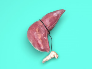 Liver with Pancreas 3D Model