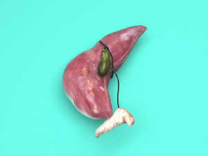 Liver with Pancreas 3D Model