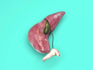 Liver with Pancreas 3D Model