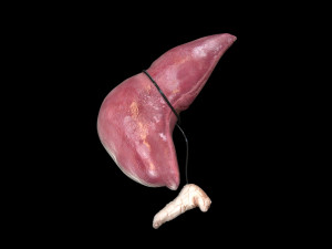 Liver with Pancreas 3D Model