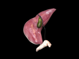 Liver with Pancreas 3D Model