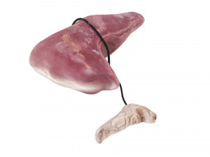 Liver with Pancreas 3D Model