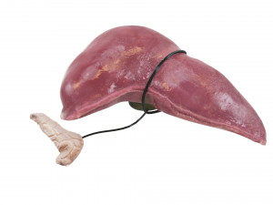 Liver with Pancreas 3D Model