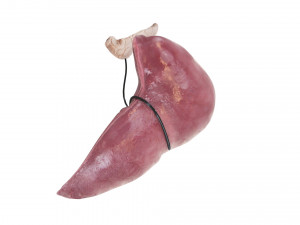 Liver with Pancreas 3D Model