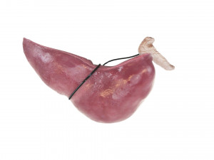 Liver with Pancreas 3D Model