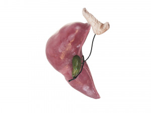 Liver with Pancreas 3D Model
