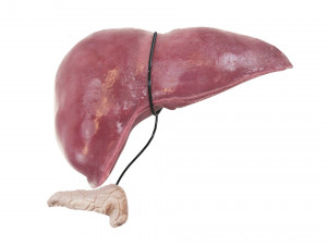 Liver with Pancreas 3D Model