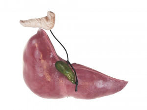 Liver with Pancreas 3D Model
