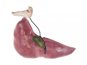 Liver with Pancreas 3D Model