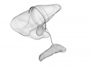 Liver with Pancreas 3D Model