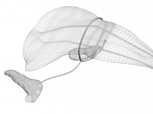 Liver with Pancreas 3D Model