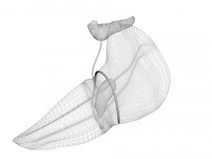 Liver with Pancreas 3D Model