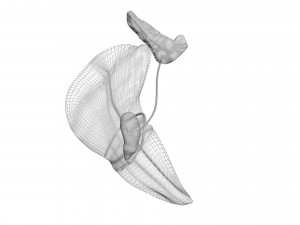 Liver with Pancreas 3D Model