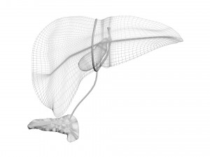 Liver with Pancreas 3D Model