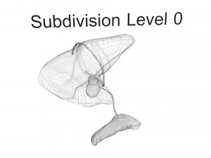 Liver with Pancreas 3D Model