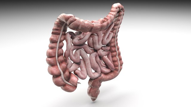 Intestine Modello 3D .c4d .max .obj .3ds .fbx .stl .blend 