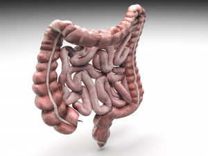 Intestine 3D Model