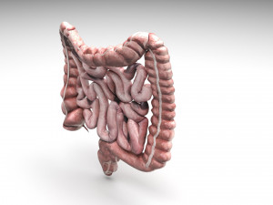 Intestine Modello 3D