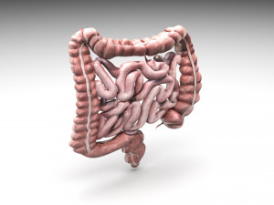 Intestine Modello 3D