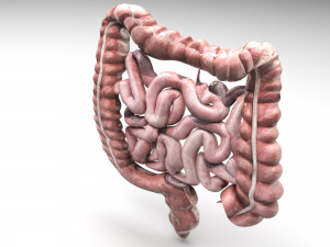 Intestine Modello 3D