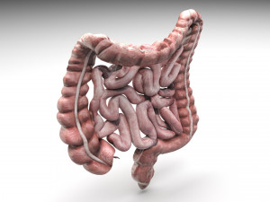 Intestine Modello 3D