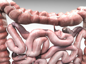 Intestine Modello 3D