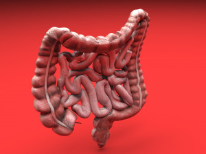 Intestine Modello 3D