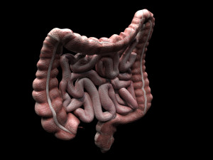 Intestine Modello 3D