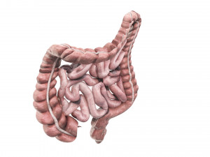Intestine Modello 3D