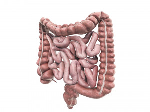 Intestine Modello 3D