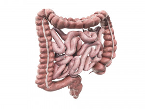 Intestine Modello 3D