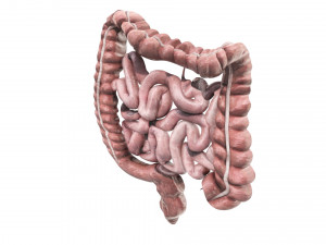 Intestine Modello 3D