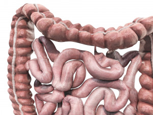 Intestine Modello 3D