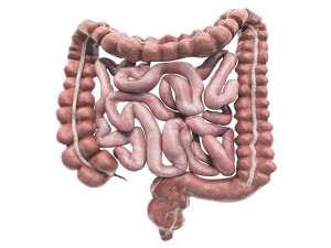 Intestine Modello 3D