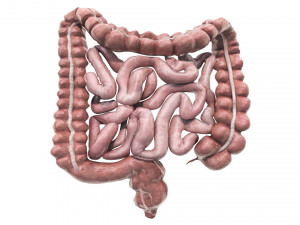 Intestine Modello 3D