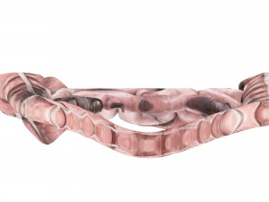 Intestine Modello 3D