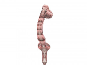 Intestine Modello 3D