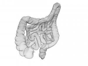 Intestine Modello 3D