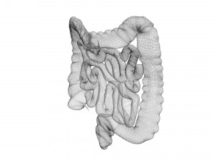 Intestine Modello 3D