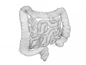 Intestine Modello 3D