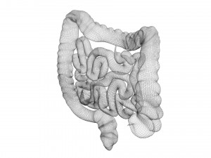 Intestine Modello 3D