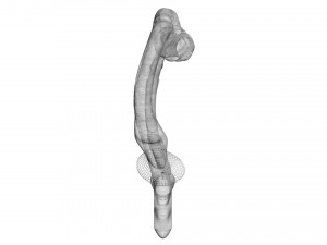 Intestine Modello 3D