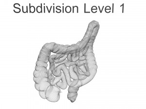 Intestine Modello 3D