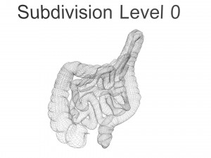 Intestine Modello 3D